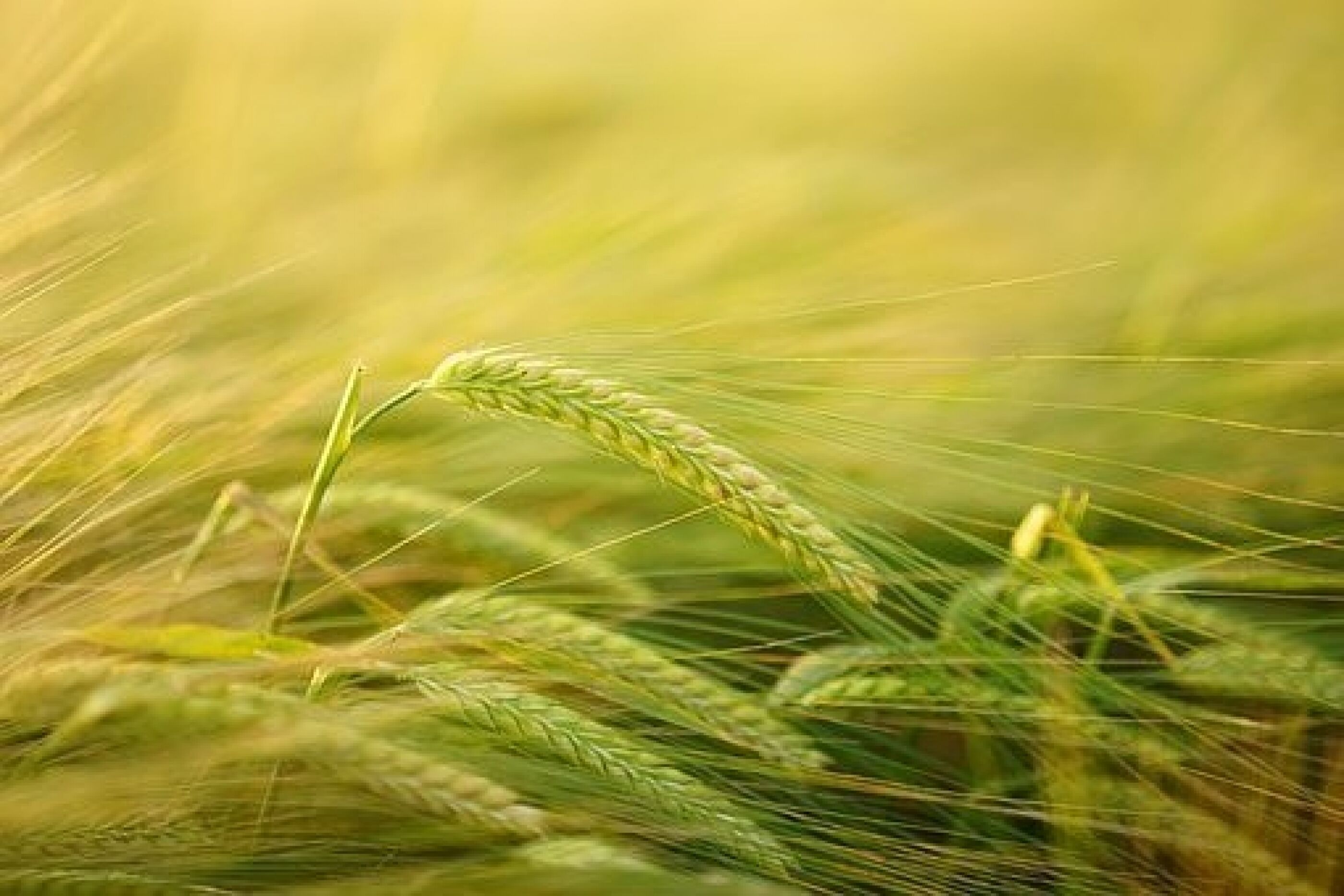 barley-varieties