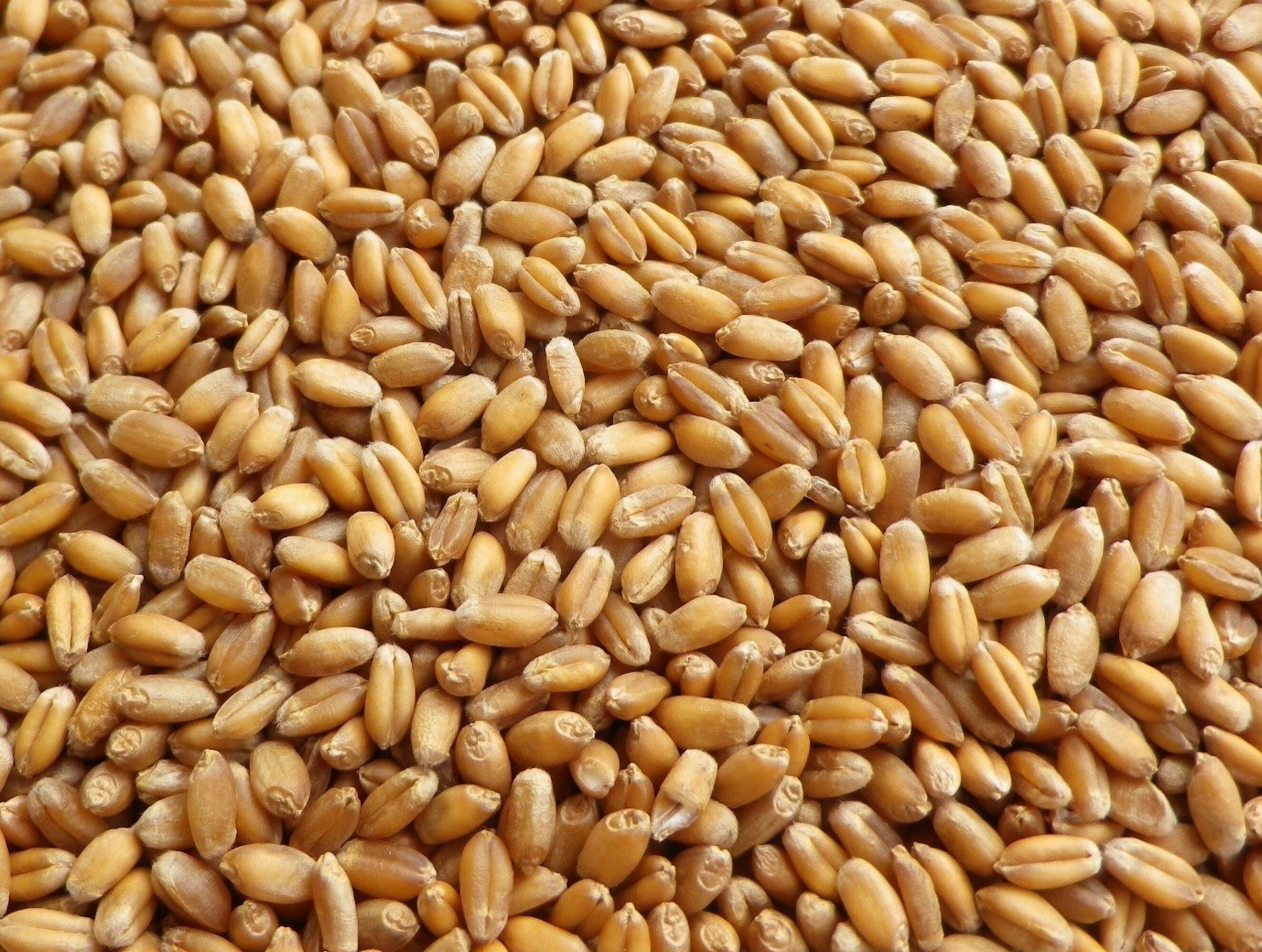 Wheat Varieties 